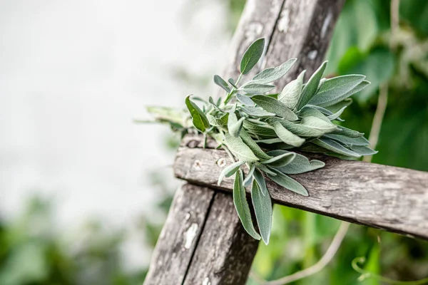 bunch of fragrant herbs Salvia officinalis, common sage, just sage suspended for drying with an herbalist. Preparation of medicinal herbs for preparation of elixirs of alternative medicine