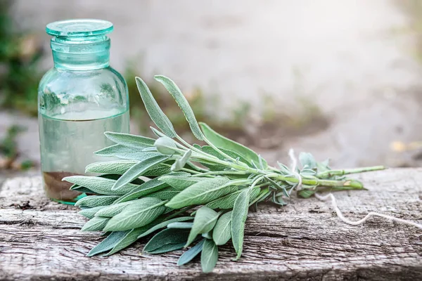 Пучок Запашних Трав Salvia Officinalis Звичайний Мудрець Просто Мудрець Підвішений — стокове фото