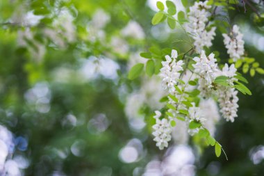 Beyaz çiçek ağacı akasyası. Çiçek açan akasya kümeleri. Ballı bahar bitkisi. Nektar toplayın. Kara çekirge Robinia psödoacia 'nın dalları. Yaklaş, makro..