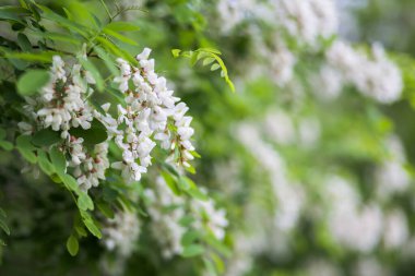 Beyaz çiçek ağacı akasyası. Çiçek açan akasya kümeleri. Ballı bahar bitkisi. Nektar toplayın. Kara çekirge Robinia psödoacia 'nın dalları. Yaklaş, makro..