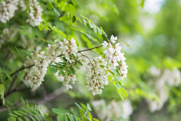 White Flowers Tree Acacia Blooming Clusters Acacia Honey Spring Plant — Stock Photo, Image