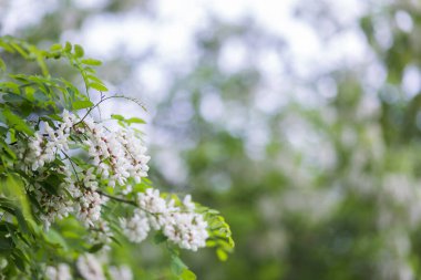 Beyaz çiçek ağacı akasyası. Çiçek açan akasya kümeleri. Ballı bahar bitkisi. Nektar toplayın. Kara çekirge Robinia psödoacia 'nın dalları. Yaklaş, makro..