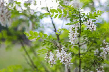 Beyaz çiçek ağacı akasyası. Çiçek açan akasya kümeleri. Ballı bahar bitkisi. Nektar toplayın. Kara çekirge Robinia psödoacia 'nın dalları. Yaklaş, makro..