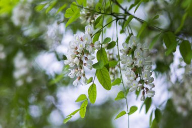 Beyaz çiçek ağacı akasyası. Çiçek açan akasya kümeleri. Ballı bahar bitkisi. Nektar toplayın. Kara çekirge Robinia psödoacia 'nın dalları. Yaklaş, makro..
