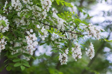 Beyaz çiçek ağacı akasyası. Çiçek açan akasya kümeleri. Ballı bahar bitkisi. Nektar toplayın. Kara çekirge Robinia psödoacia 'nın dalları. Yaklaş, makro..