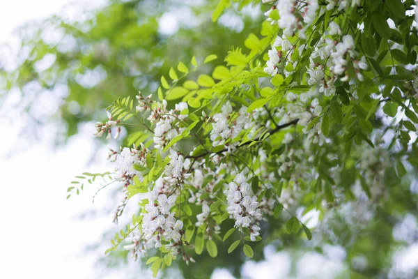 White Flowers Tree Acacia Blooming Clusters Acacia Honey Spring Plant — Stock Photo, Image