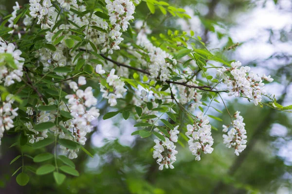 Beyaz çiçek ağacı akasyası. Çiçek açan akasya kümeleri. Ballı bahar bitkisi. Nektar toplayın. Kara çekirge Robinia psödoacia 'nın dalları. Yaklaş, makro..