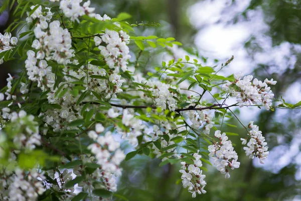 Белые Цветы Дерево Акация Цветущие Скопления Акации Весеннее Растение Собирайте — стоковое фото