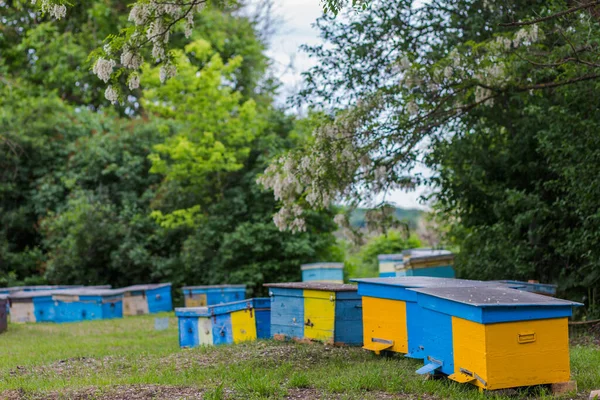 Yellow Blue Hives Apiary Large Flowering Acacia Tree Branches Black — Stock Photo, Image