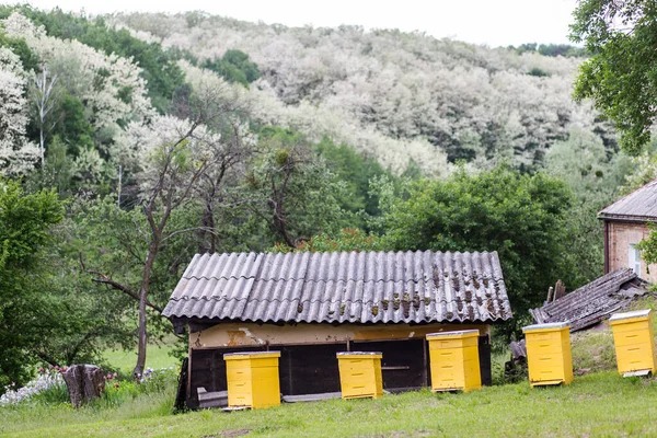 Gele Netelroos Bijenstal Buurt Van Huis Tijdens Bloei Van Acacia — Stockfoto