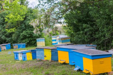 Arı kovanında sarı ve mavi kovanları büyük çiçek açan akasya ağacının altında. Kara çekirge dalları, Robinia psödoacia, sahte akasya. Ukrayna bayrağının renkleri.