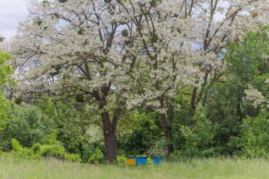Arı kovanında sarı ve mavi kovanları büyük çiçek açan akasya ağacının altında. Kara çekirge dalları, Robinia psödoacia, sahte akasya. Ukrayna bayrağının renkleri.