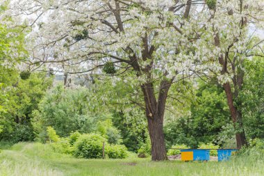 Arı kovanında sarı ve mavi kovanları büyük çiçek açan akasya ağacının altında. Kara çekirge dalları, Robinia psödoacia, sahte akasya. Ukrayna bayrağının renkleri.