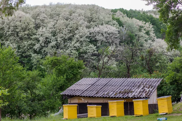 Akasya Çiçekleri Açarken Arı Kovanına Sarılmış Bahar Bal Koleksiyonu Bal — Stok fotoğraf