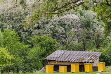 Akasya çiçekleri açarken arı kovanına sarılmış. İlk bahar bal koleksiyonu. Bal arısı, akasya çiçeğinden nektar toplar. Kara çekirge dalları, Robinia psödoacia, sahte akasya..