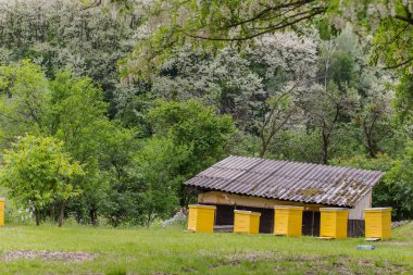 Akasya çiçekleri açarken arı kovanına sarılmış. İlk bahar bal koleksiyonu. Bal arısı, akasya çiçeğinden nektar toplar. Kara çekirge dalları, Robinia psödoacia, sahte akasya..
