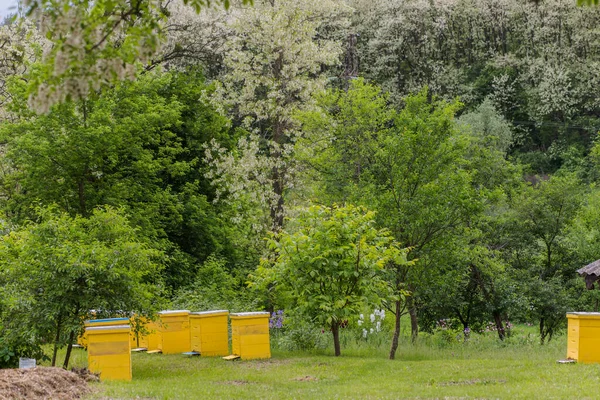 Colmenas Amarillas Colmenar Cerca Casa Durante Floración Acacia Primera Colección —  Fotos de Stock