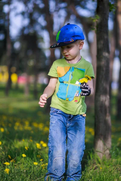 Bir çocuk parkta karahindiba topluyor. Sarı karahindiba çiçekli bir çocuk annesine Anneler Günü hediyesi olarak bir buket topluyor.