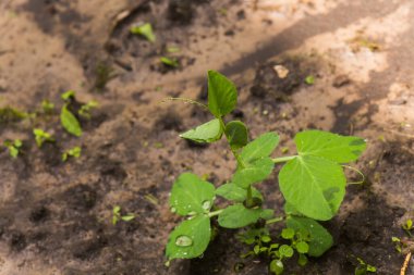 Pisum sativum, bezelye, bahçede bezelye. Taze bezelye filizi. Vejetaryen yemeği..