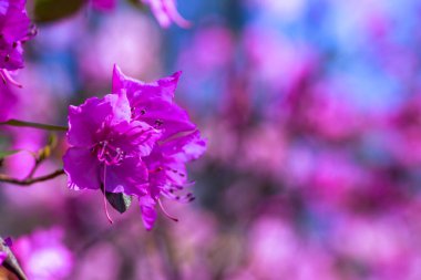 Bahçedeki pembe açelya çalısı. Çiçek açan açelyalar mevsimi.