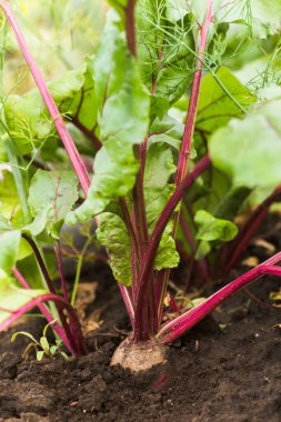 Deniz pancarı, Beta vulgaris subsp. Maritima, pancar, masa, bahçe, kırmızı ya da altın pancar, bahçede pancar kökü. Bahçedeki pancarlar. İyi hasat pancarları.