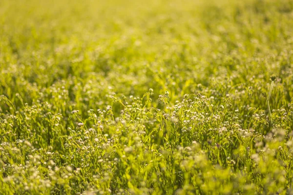 Campo Amarelo Com Uma Planta Selvagem Melilotus Conhecido Como Melilot — Fotografia de Stock