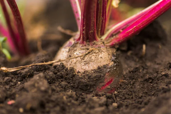 Deniz pancarı, Beta vulgaris subsp. Maritima, pancar, masa, bahçe, kırmızı ya da altın pancar, bahçede pancar kökü. Bahçedeki pancarlar. İyi hasat pancarları.