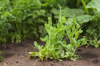Pisum sativum, bezelye, bahçede bezelye. Taze bezelye filizi. Çalı üzerinde bezelye kabuğu. Vejetaryen yemeği. Açık havada bezelye yetiştiriyorum..