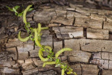 Yükselen kızıl yüzlü erkek çiçek açan kedi derisi ya da yapraklardan önce bahar başında salix alba beyaz söğütte ament. Çiçek ve tomurcuklardan polen toplayın. Bal bitkileri Avrupa.