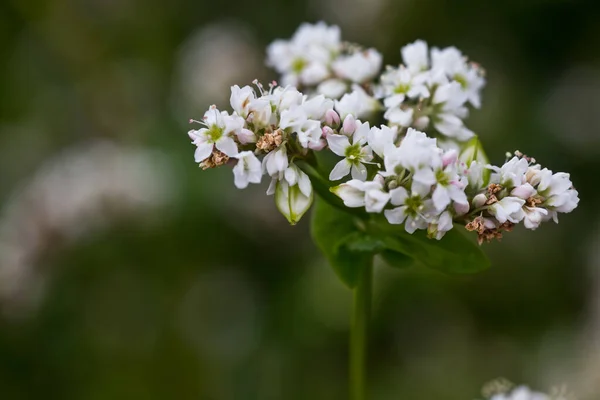 Kvetoucí Rostlina Pohanky Zemědělském Poli — Stock fotografie