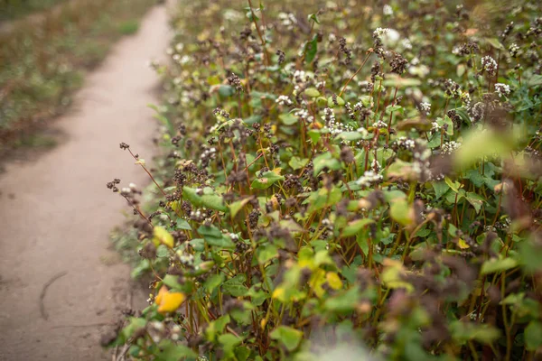 Trigo Mourisco Fase Maturação Antes Colheita Fagopyrum Esculentum Trigo Sarraceno — Fotografia de Stock