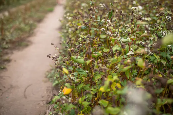 Grano Saraceno Fase Maturazione Prima Della Raccolta Fagopyrum Esculentum Grano — Foto Stock