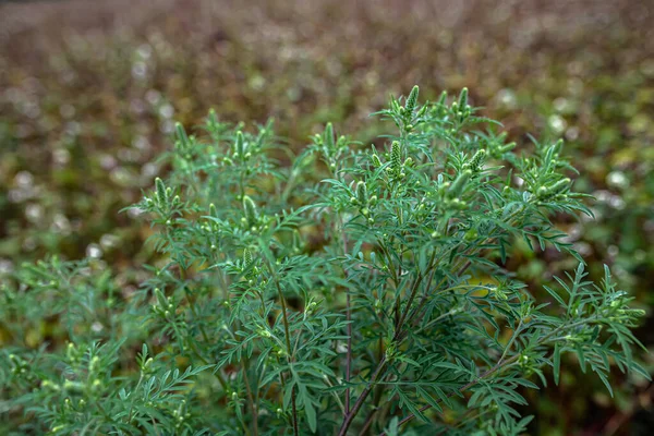 Kwitnąca Ambrosia Artemisiifolia Jest Niebezpieczną Rośliną Alergiczną Pyłek Krzaków Chwastów — Zdjęcie stockowe