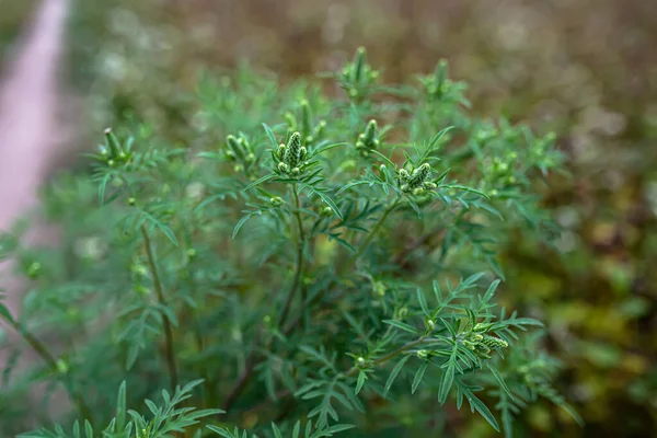 Çiçek Açan Ambrosia Artemisiifolia Tehlikeli Bir Alerjik Bitkidir Çalıları Polen — Stok fotoğraf