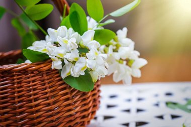 Hasır sepette bir sürü akasya. Siyah çekirge, Robinia psödoacia ve ilkbaharda sahte akasya karışımından doğal kozmetik malzemeleri topluyorum. Evde ilaç imalatı.