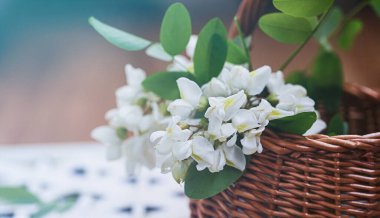 Hasır sepette bir sürü akasya. Siyah çekirge, Robinia psödoacia ve ilkbaharda sahte akasya karışımından doğal kozmetik malzemeleri topluyorum. Evde ilaç imalatı.