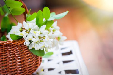 Hasır sepette bir sürü akasya. Siyah çekirge, Robinia psödoacia ve ilkbaharda sahte akasya karışımından doğal kozmetik malzemeleri topluyorum. Evde ilaç imalatı.
