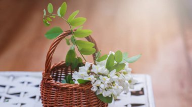 Hasır sepette bir sürü akasya. Siyah çekirge, Robinia psödoacia ve ilkbaharda sahte akasya karışımından doğal kozmetik malzemeleri topluyorum. Evde ilaç imalatı.