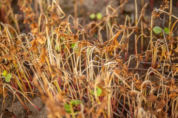 Lkbaharda Karabuğday Tarlasında Taze Karabuğday Çiçekleri Ölü Bitkiler Kahverengi Solmuş — Stok fotoğraf
