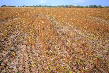 Karabuğday hasat sırasında kaybedilen tahıldan büyüdü. Hasat sırasında karabuğday kayıpları. Sonbaharda tekrarlanan karabuğday çiçekleri