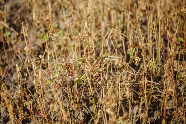 Bitkilerin Üzerine Karabuğday Taneleri Tarlalarda Karabuğday Yetiştiriyorlar Çiftlik Donmuş Karabuğday — Stok fotoğraf