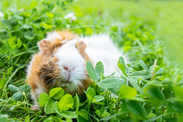 Schattig Volwassen Cavia Met Lang Haar Loopt Door Een Weiland — Stockfoto