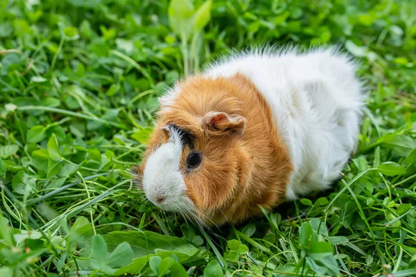 Schattig Volwassen Cavia Met Lang Haar Loopt Door Een Weiland — Stockfoto