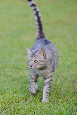 Mısırlı Mau Havana Kahverengi huysuz, şişman, somurtkan kedi yeşil çimlerde güzel arka plan