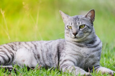 Mısırlı Mau Havana Kahverengi huysuz, şişman, somurtkan kedi yeşil çimlerde güzel arka plan