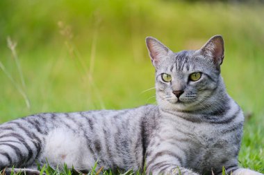Egyptian Mau Havana Brown grumpy fat frowning cat on green lawn beautiful background