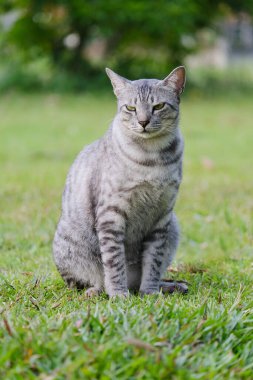 Egyptian Mau Havana Brown grumpy fat frowning cat on green lawn beautiful background