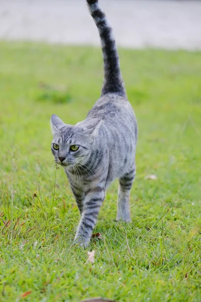 Egyptian Mau Havana Brown Grumpy Fat Frowning Cat Green Lawn — Fotografia de Stock