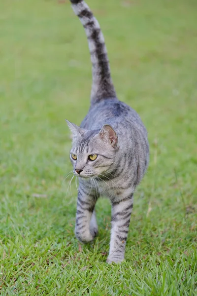 Egyptian Mau Havana Brown Grumpy Fat Frowning Cat Green Lawn — Stockfoto