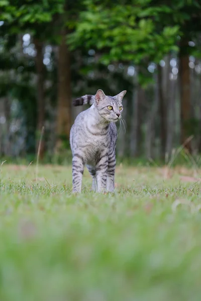 Egyptian Mau Havana Brown Grumpy Fat Frowning Cat Green Lawn — Stockfoto